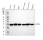 Anti-GAPDH Rabbit Monoclonal Antibody